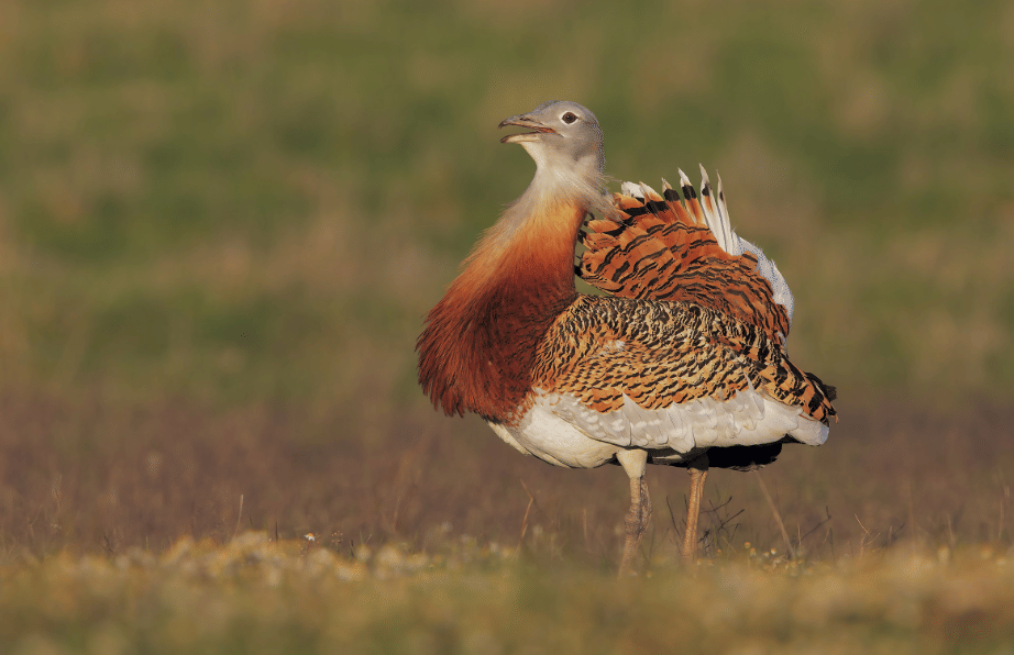 burung great bustard