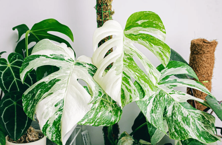 5 Tanaman Hias Daun Variegata untuk Interior Modern, Lebih Eye-Catching!