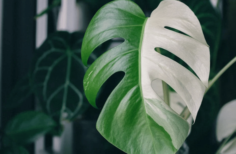 ilustrasi monstera variegata