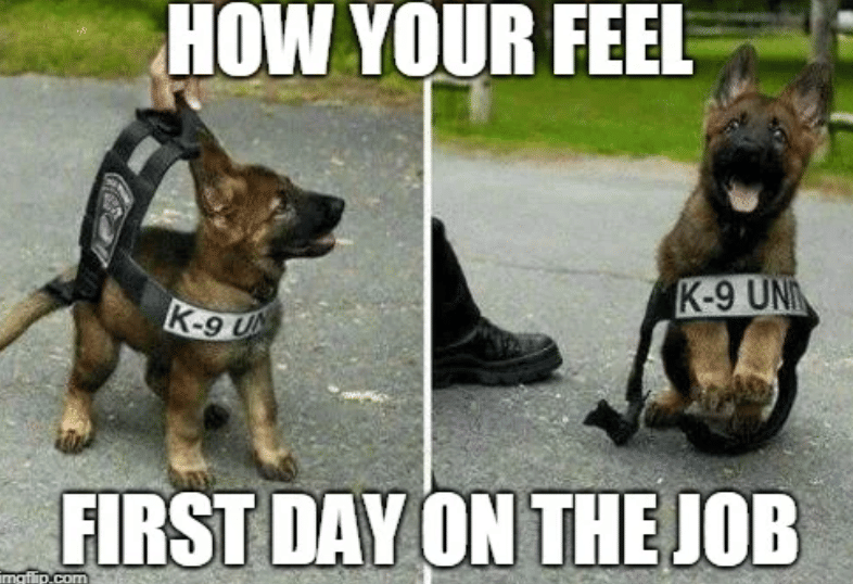 8 Meme Pekerjaan Baru, Semangat Sekaligus Bikin Deg-degan!