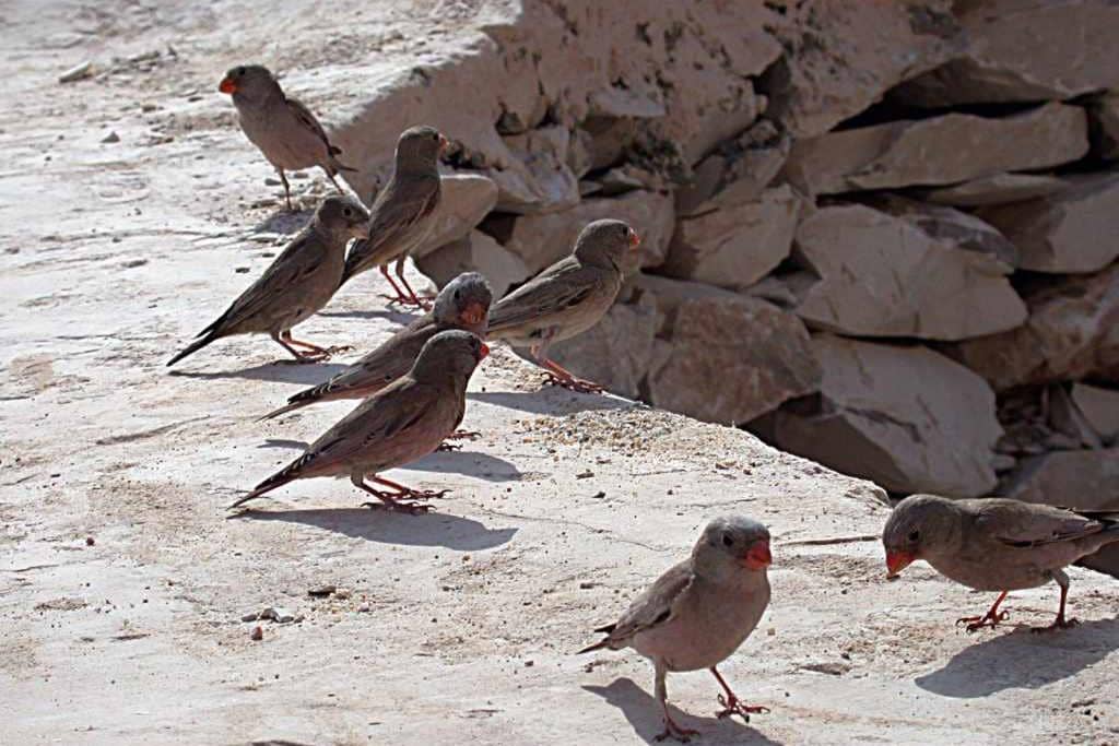 Burung Trumpeter Finch