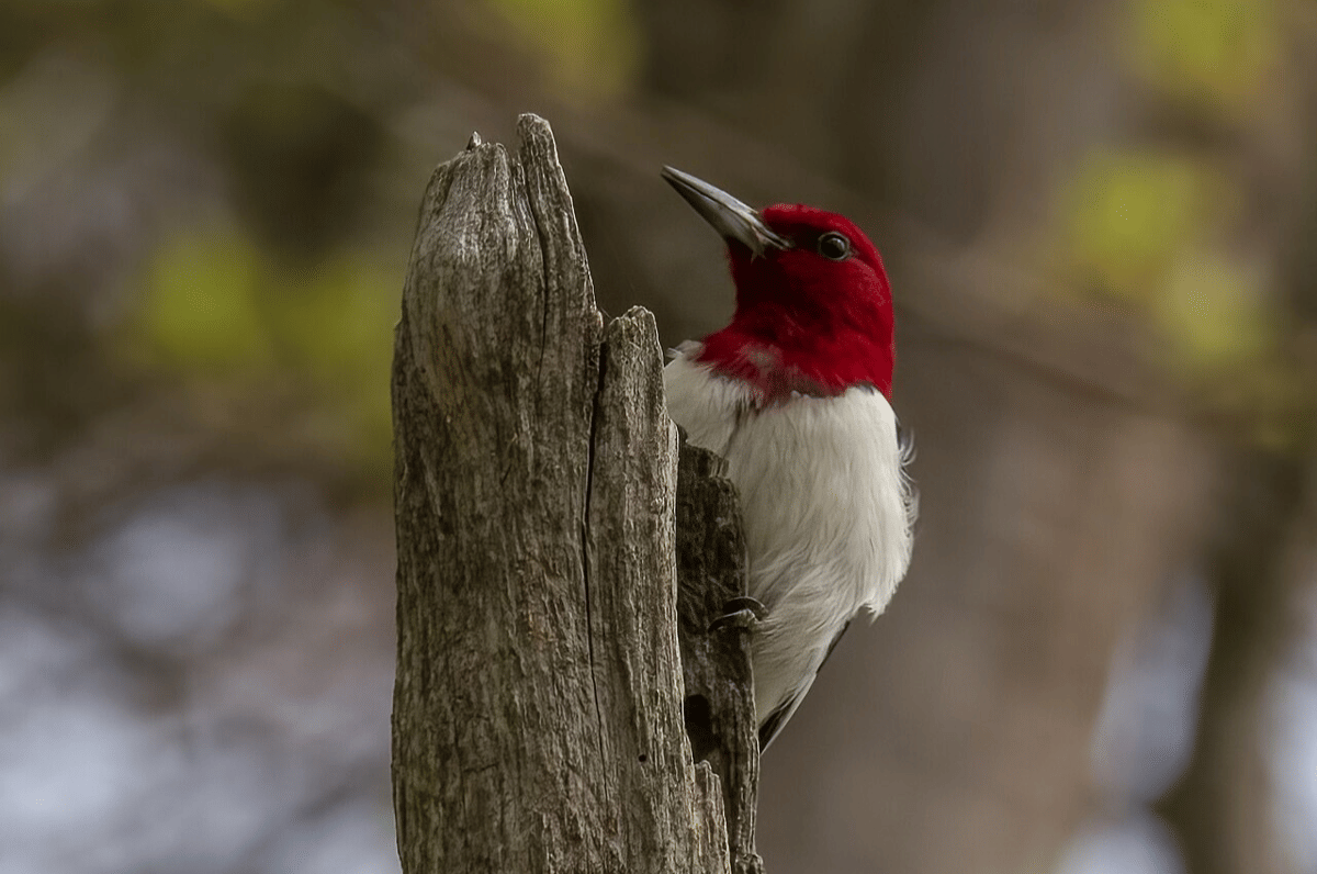 pelatuk kepala merah
