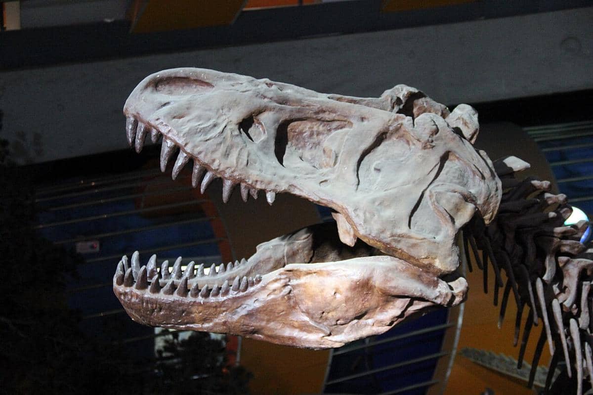 rekonstruksi tengkorak T-rex