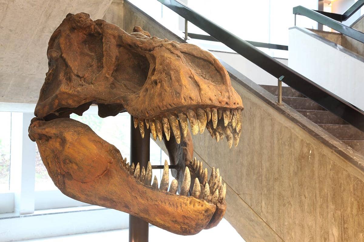 rekonstruksi tengkorak T-rex