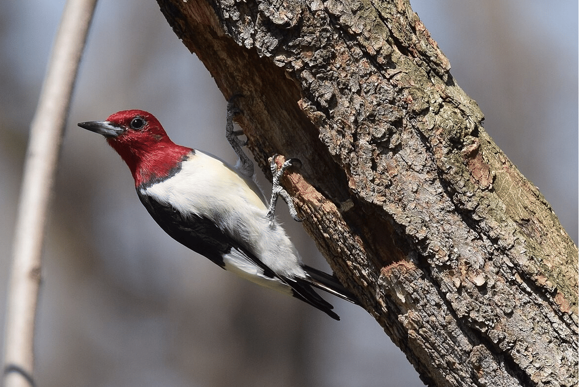 pelatuk kepala merah