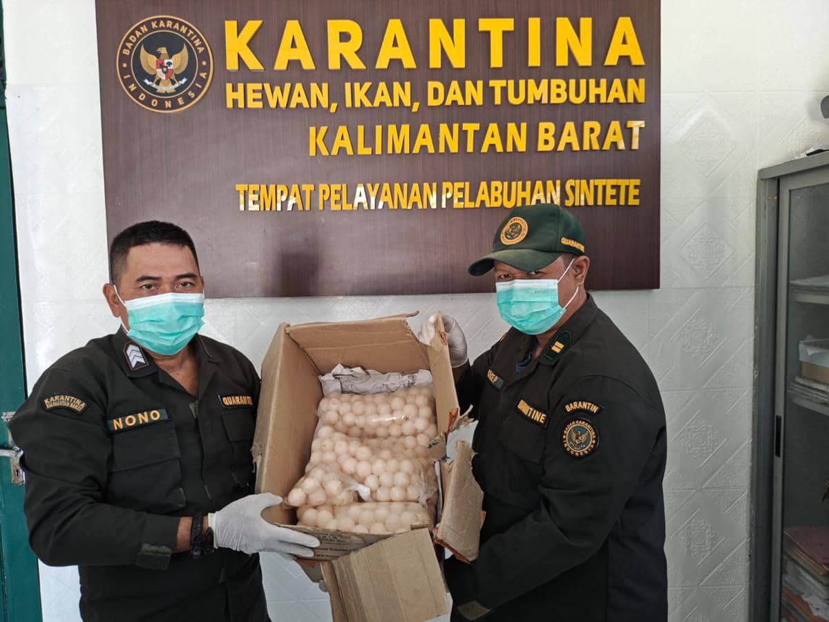 Satu kardus telur penyu ilegal diamankan.
