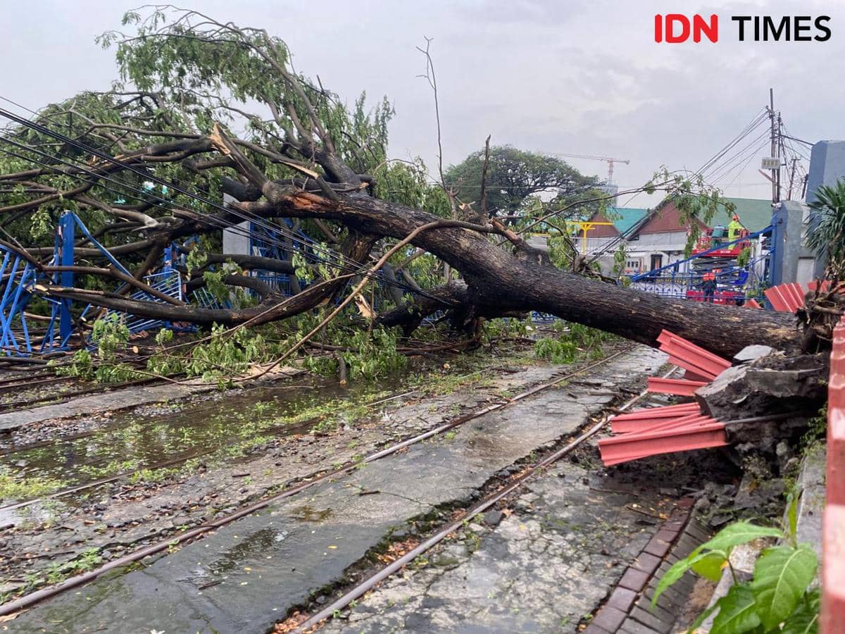 57 Pohon di Surabaya Tumbang Saat Hujan Badai, Timpa Rel-Truk