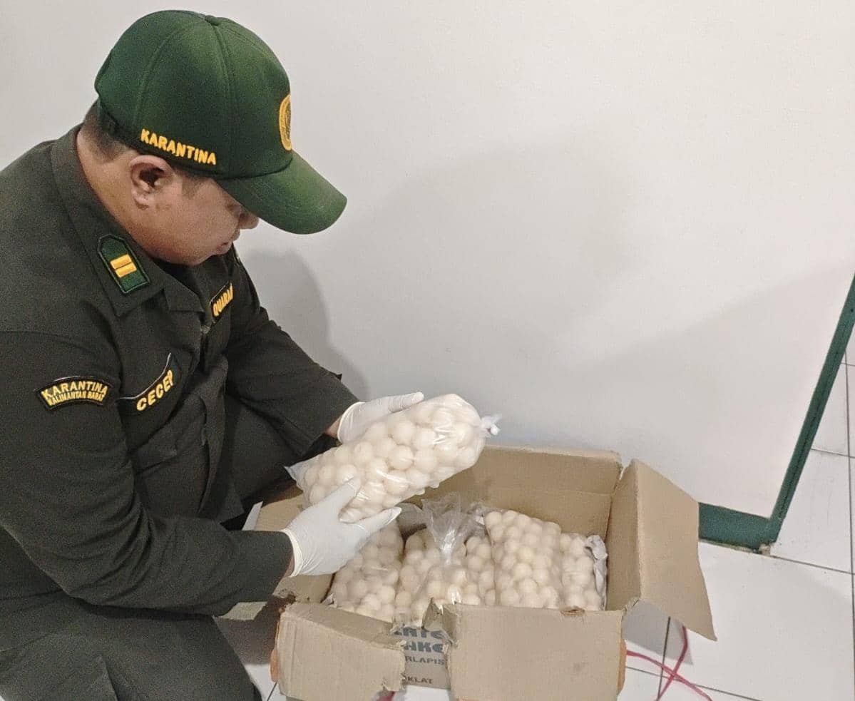 Ratusan telur penyu ilegal diamankan petugas.