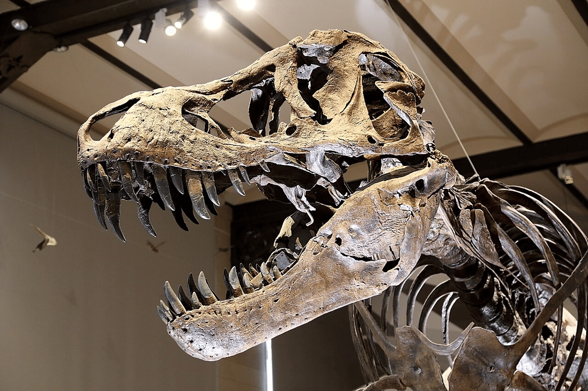 Seberapa Kuat Gigitan T-rex? Lebih Kuat dari Buaya Muara!