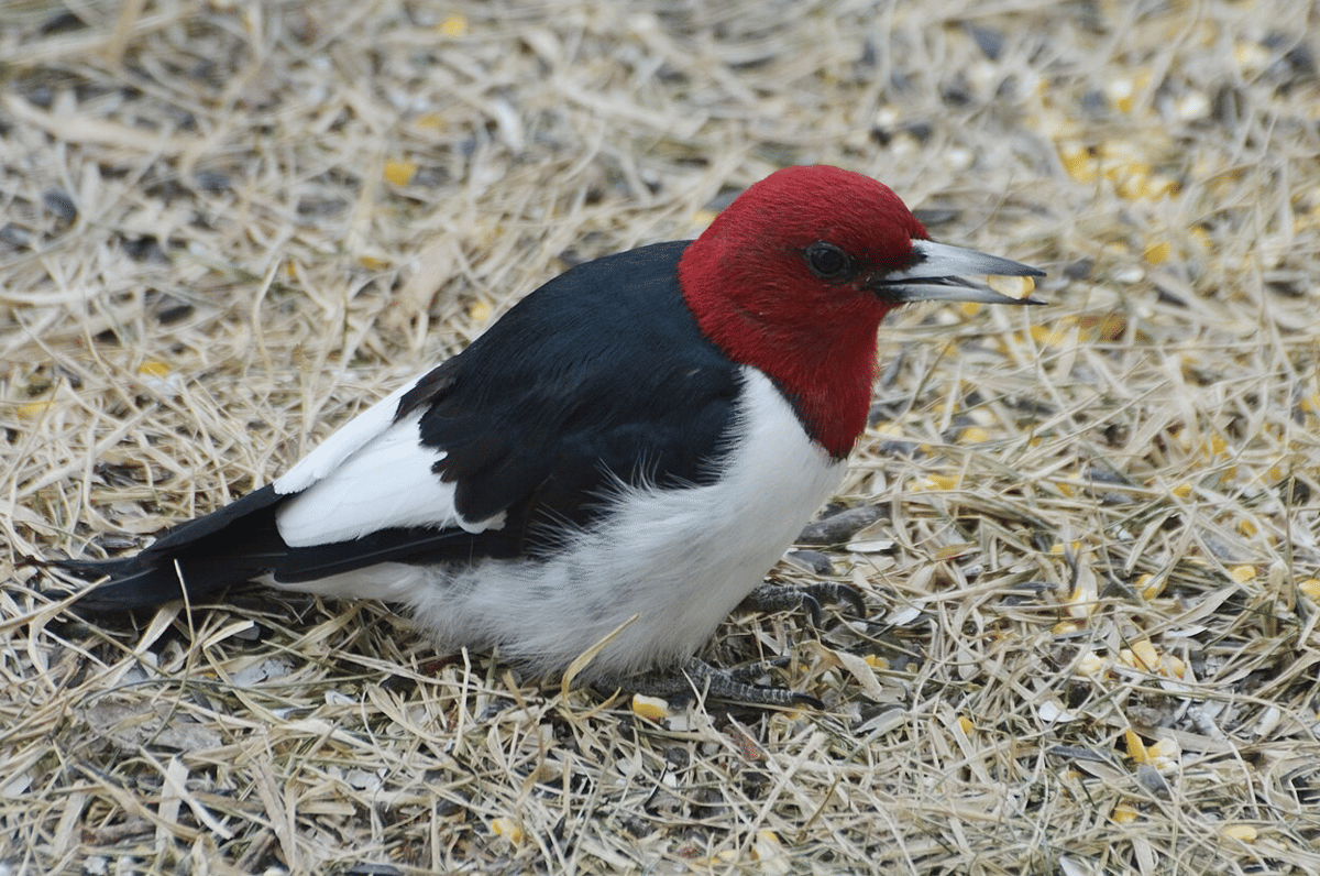 pelatuk kepala merah