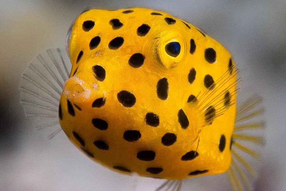 7 Fakta Unik Ikan Kudu-kudu, Ikan Kotak Cantik yang Beracun