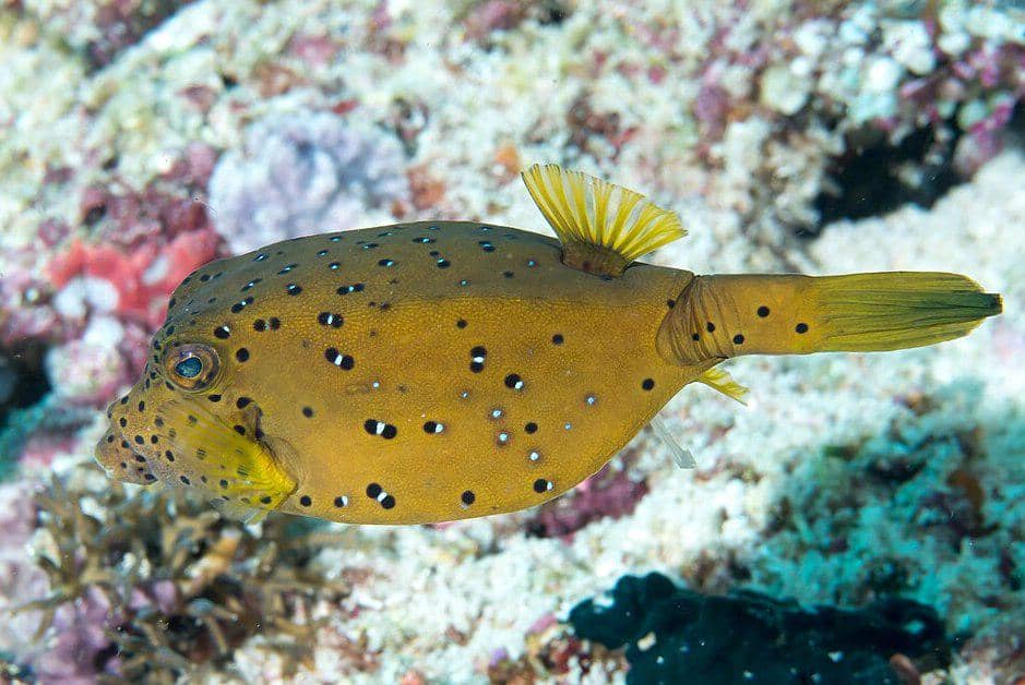 Ikan kudu-kudu dewasa terlihat berenang di Raja Ampat.