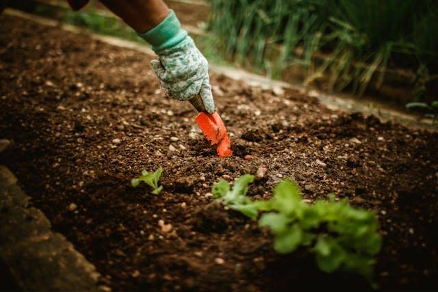 Ilustrasi menyekop tanah di sekitar tanaman 