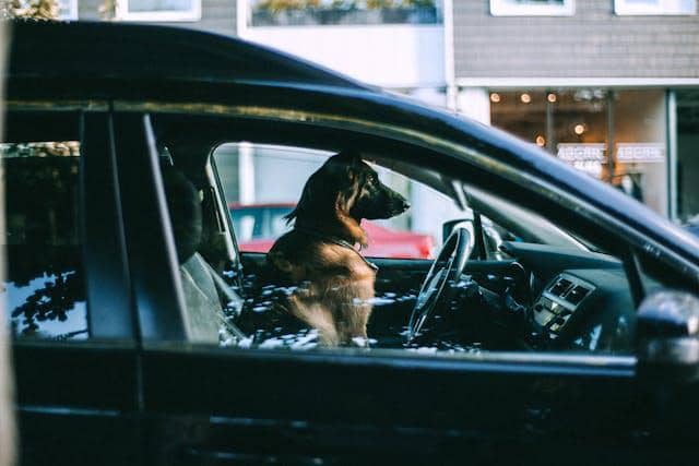 Ilustrasi anjing duduk di dalam mobil 