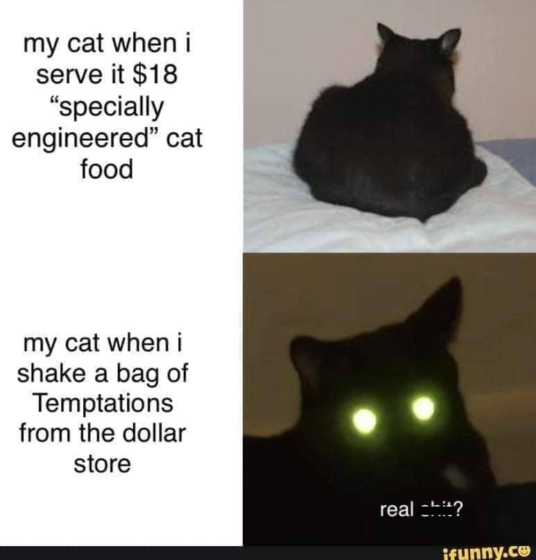 meme kucing tentang kantong belanja