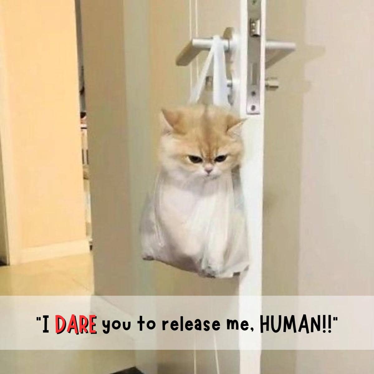 meme kucing tentang kantong belanja