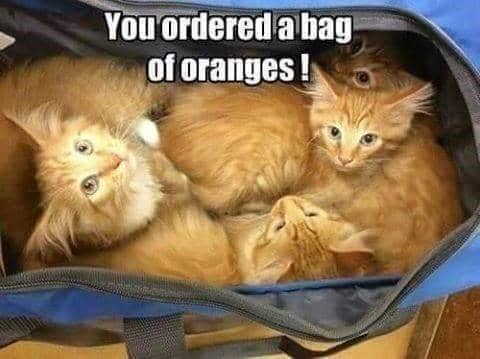 meme kucing tentang kantong belanja