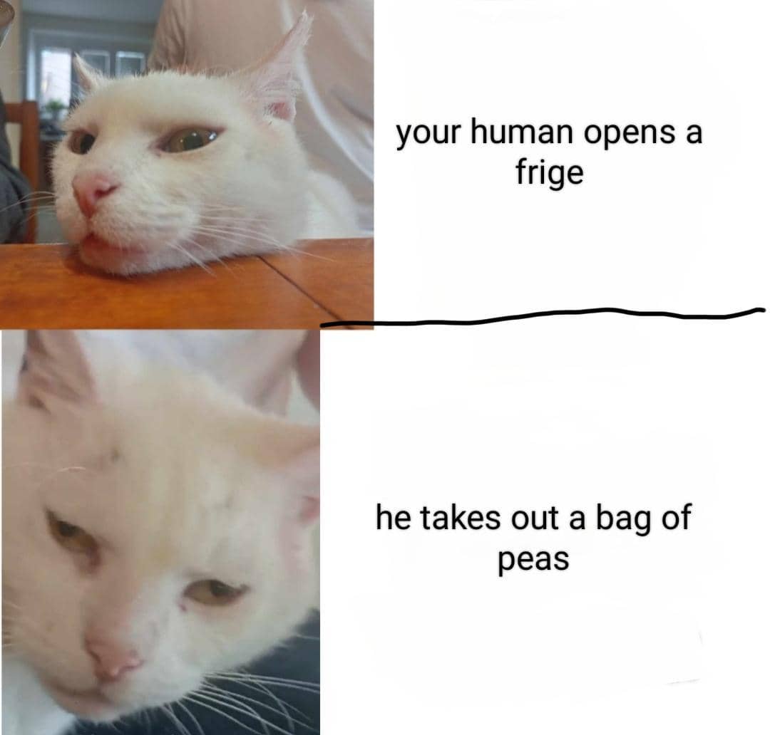 meme kucing tentang kantong belanja