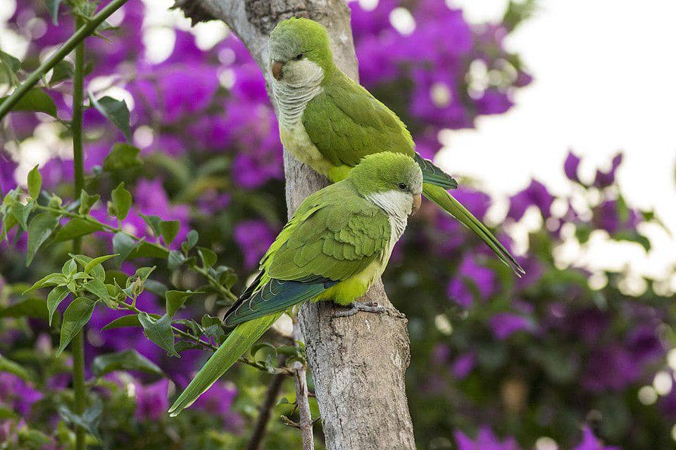 burung betet-biara bertengger bersama
