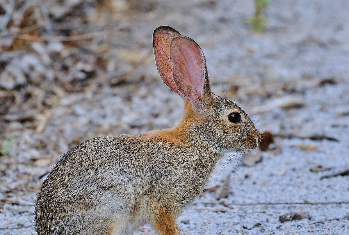5 Fakta Menakjubkan Kelinci Gurun, Tahan dengan Hawa Panas