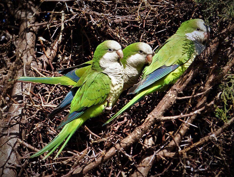 Burung betet-biara berkumpul di depan sarang.