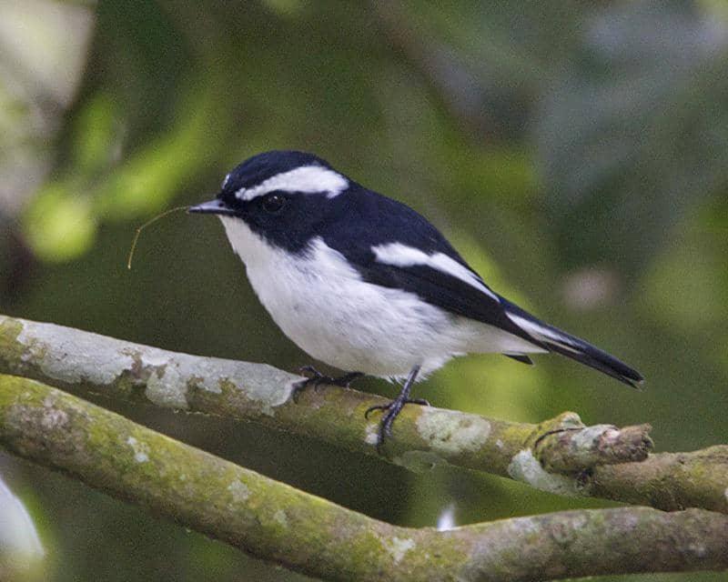 4 Fakta Sikatan Belang, si Pengendali Hama Alami Ekosistem Hutan
