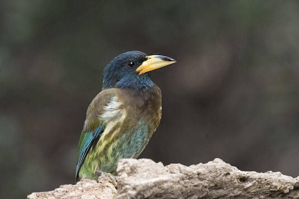 5 Fakta Menarik Great Barbet, Burung Barbet dengan Suara Menggema 