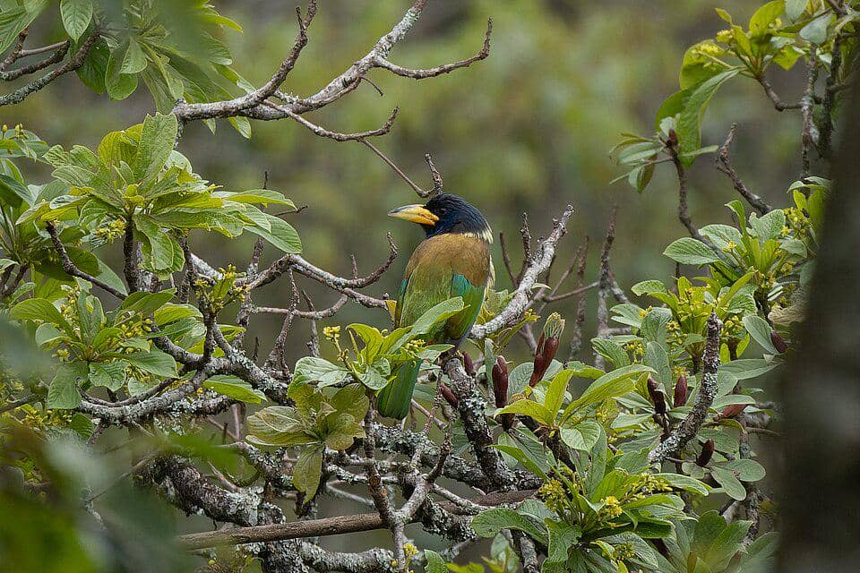Burung Psilopogon virens