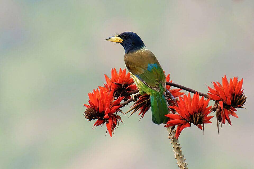 Burung Psilopogon virens
