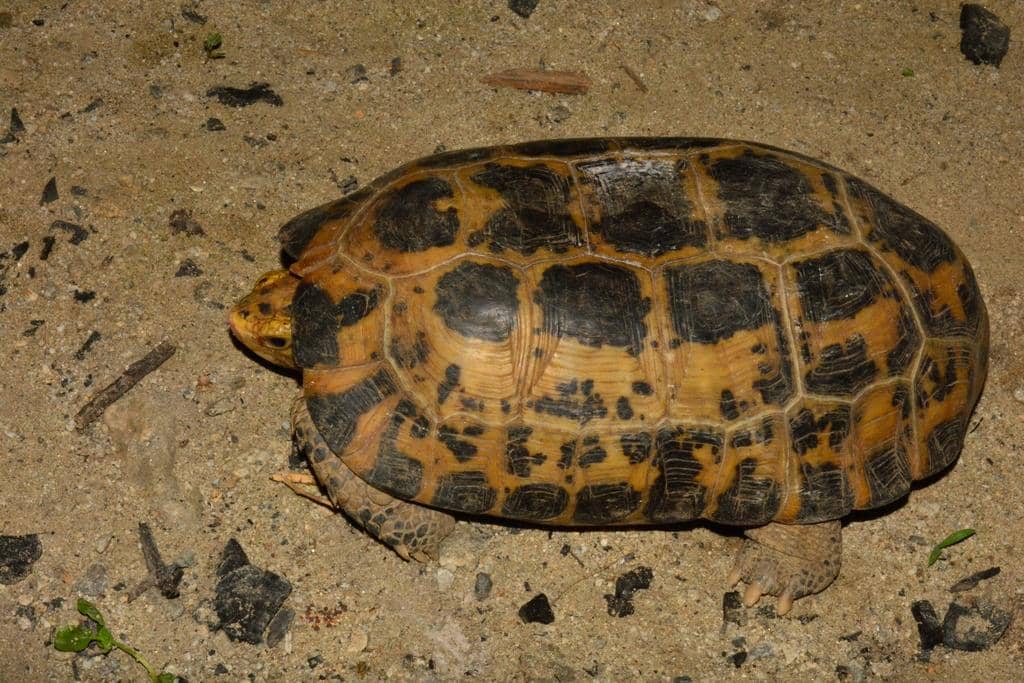 foto Indotestudo forstenii