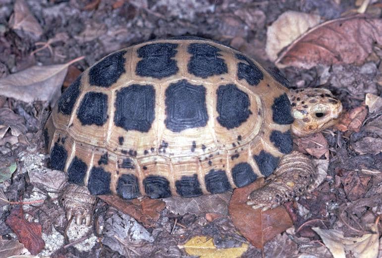foto Indotestudo forstenii