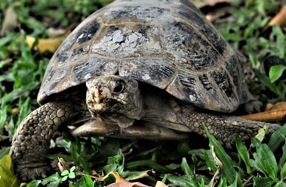 5 Fakta Baning Sulawesi, Spesies Kura-kura Endemik Paling Langka di Dunia  