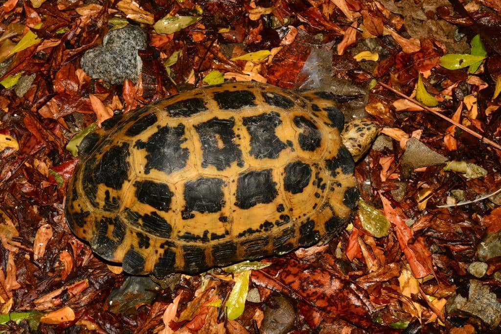 foto Indotestudo forstenii