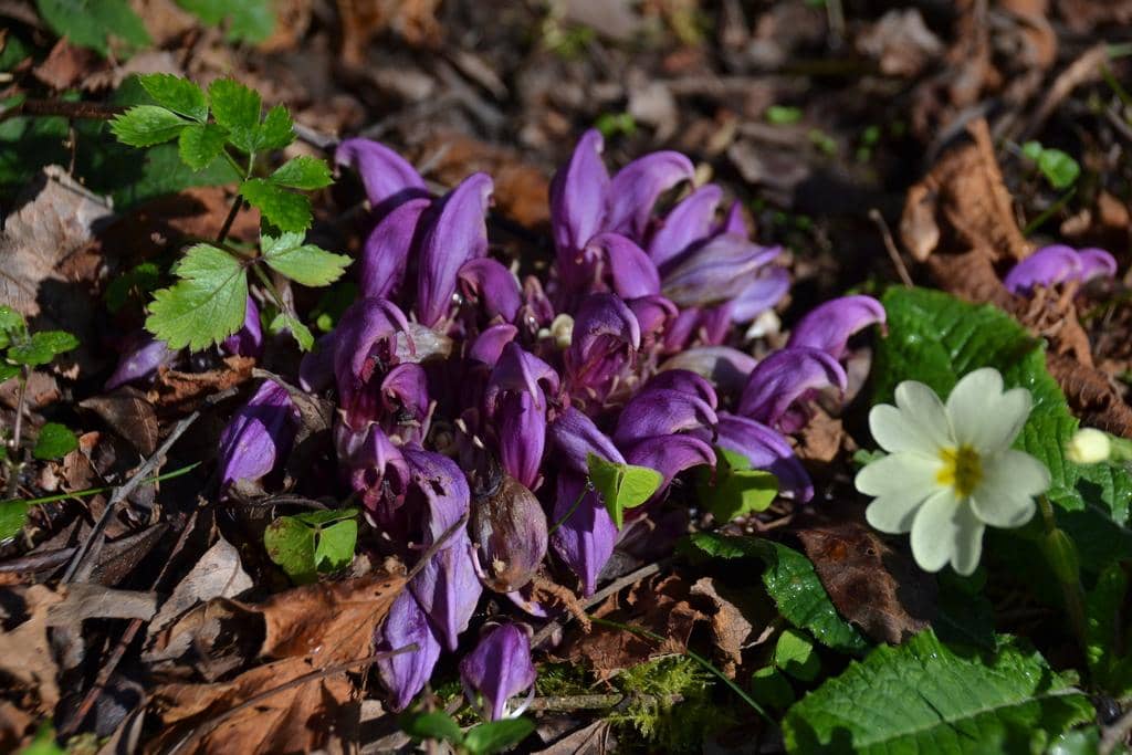 Bunga Lathraea clandestina