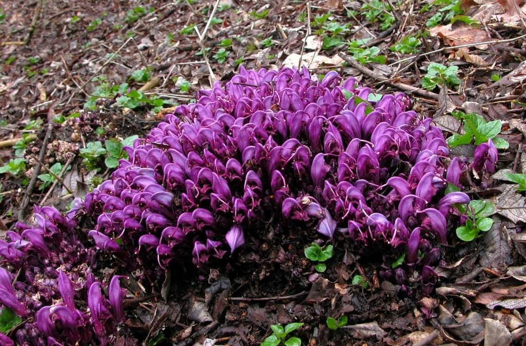 Bunga Lathraea clandestina