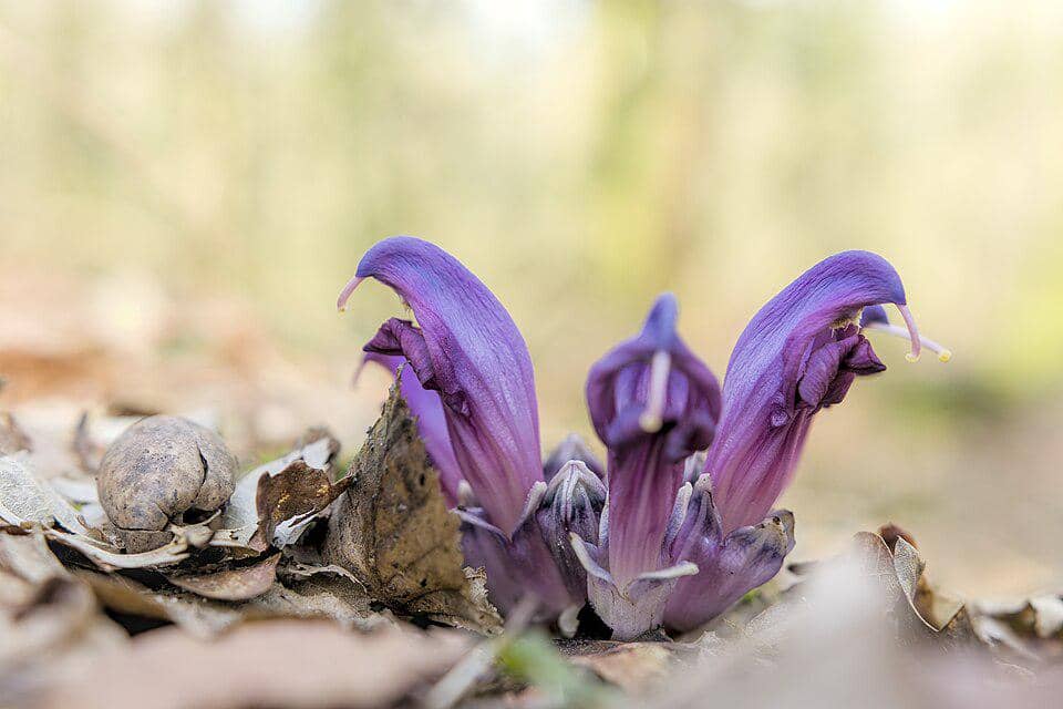 Bunga Lathraea clandestina