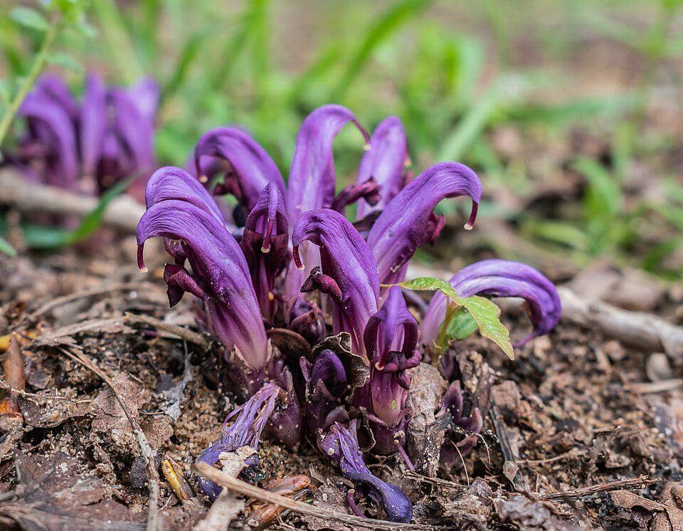 5 Fakta Purple Toothwort, Bunga Ungu yang Hidup sebagai Parasit