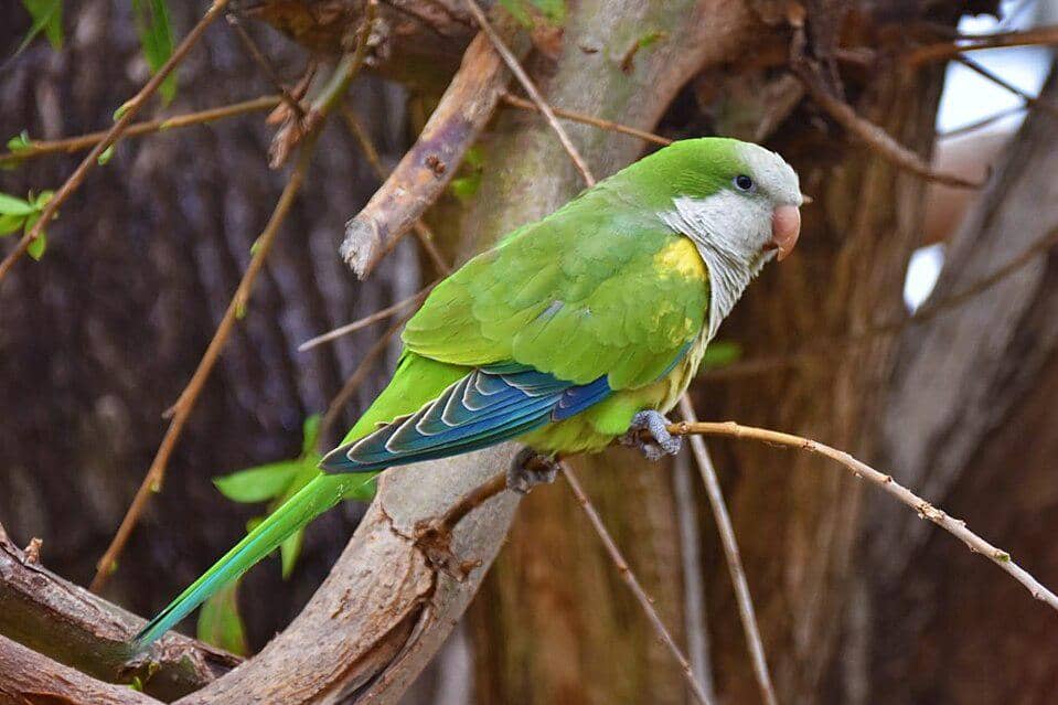 tampilan burung betet-biara saat bertengger