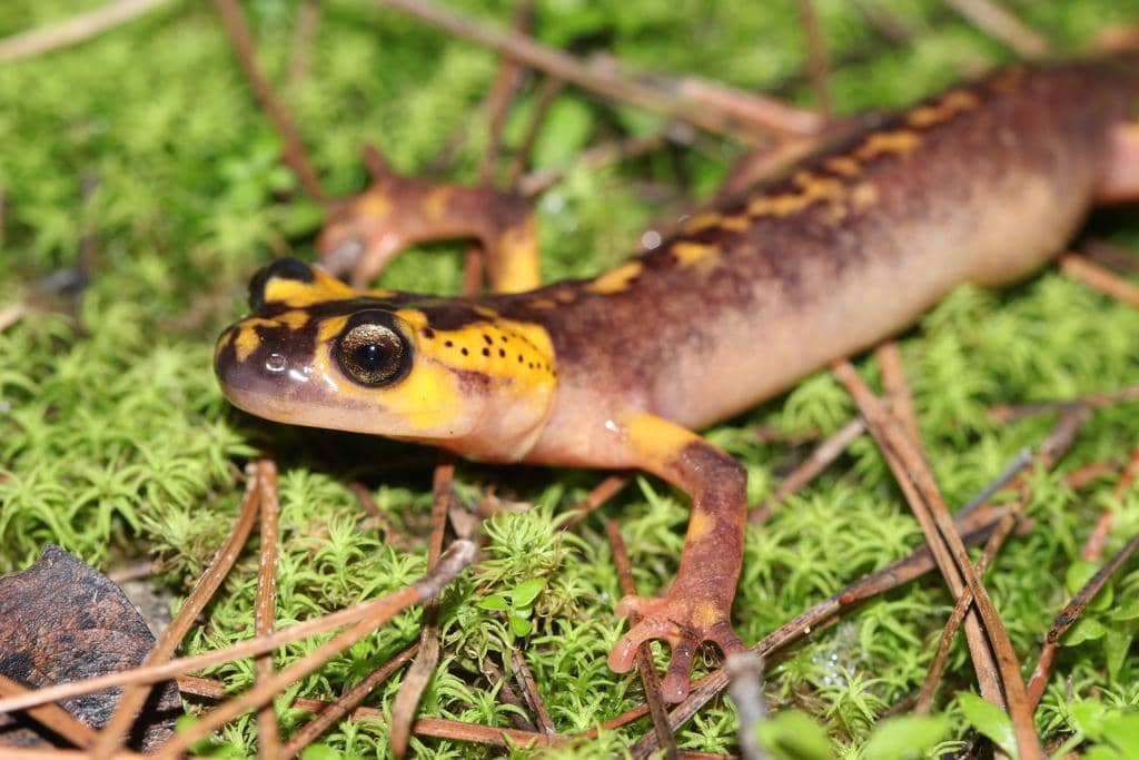 foto Lyciasalamandra antalyana