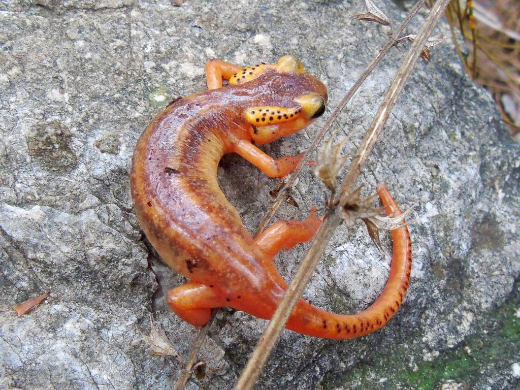 foto Lyciasalamandra antalyana