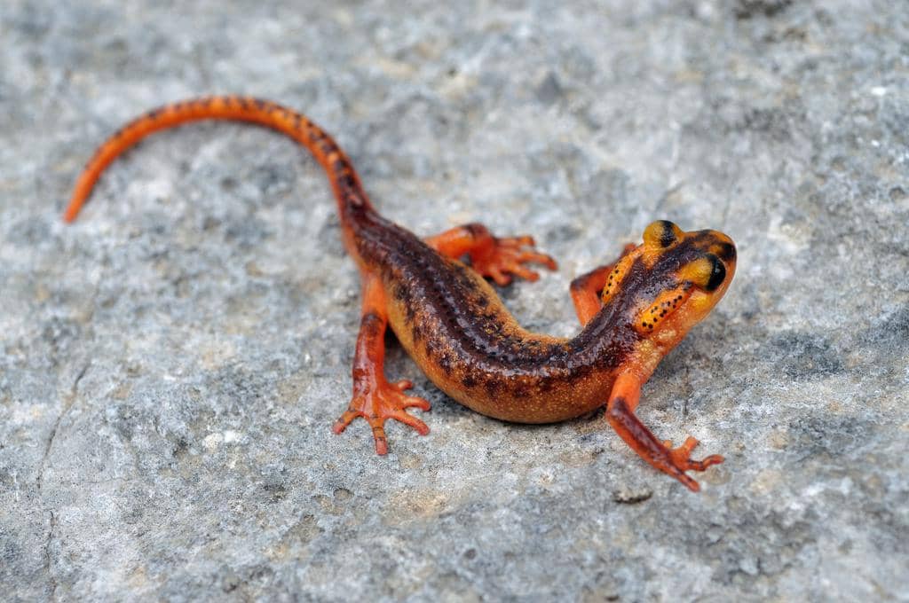 foto Lyciasalamandra antalyana 