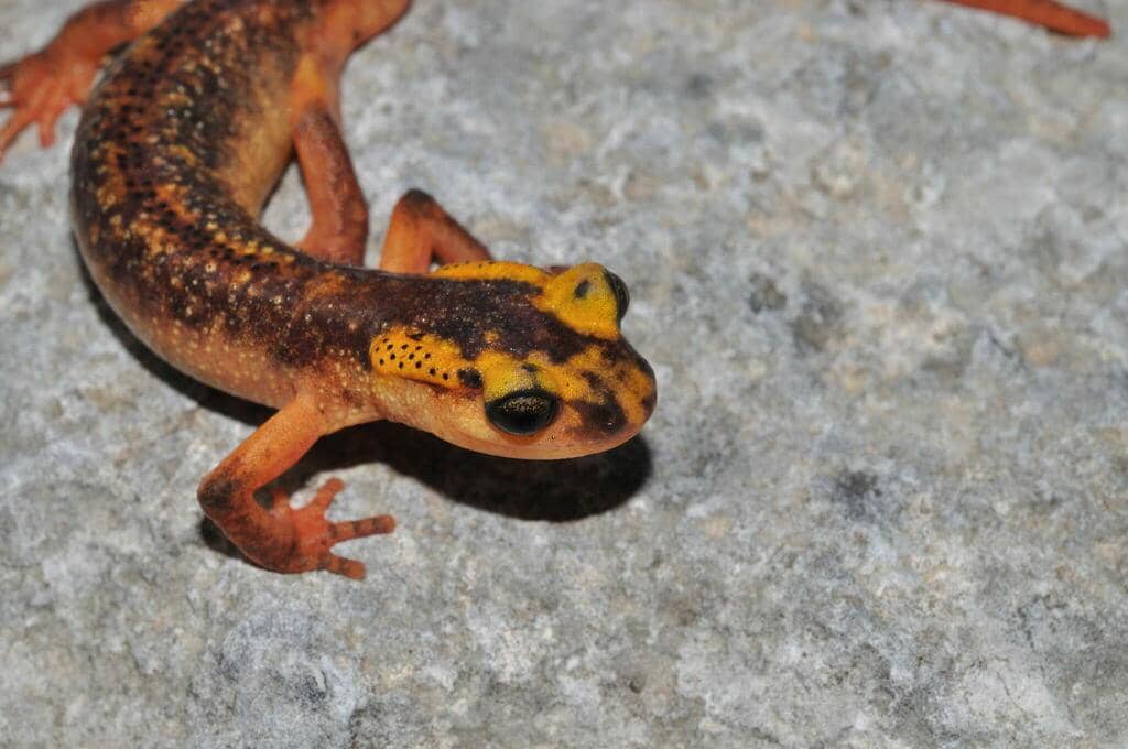 5 Fakta Anatolia Lycian Salamander, Spesies Penghuni Batu Kapur 