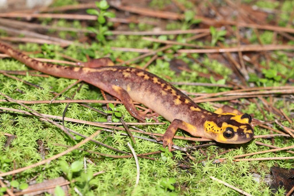 foto Lyciasalamandra antalyana