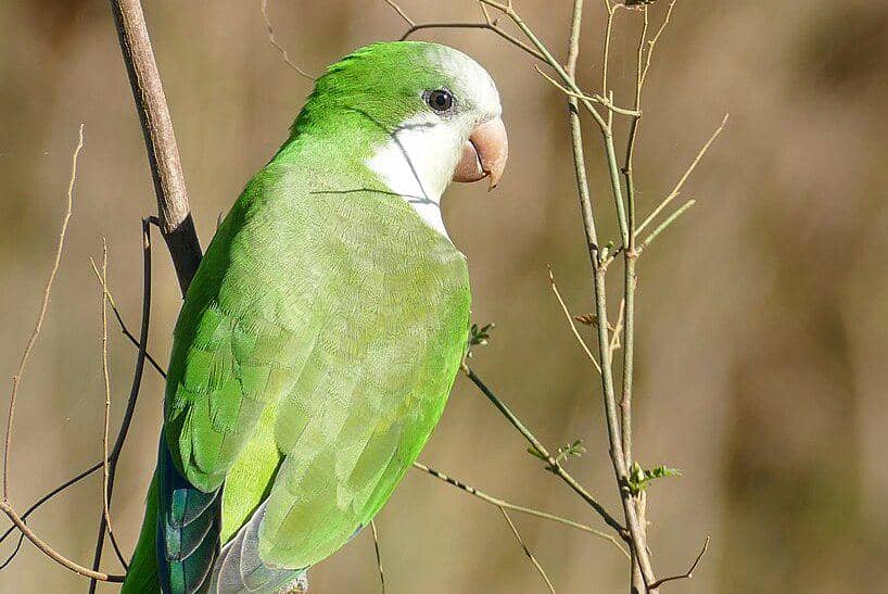 6 Fakta Unik Burung Betet-biara, Tes Ombak Dulu kalau Mau Berteman