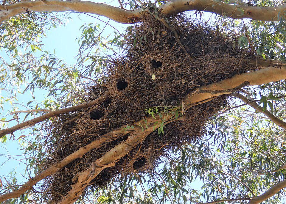 sarang megah burung betet-biara
