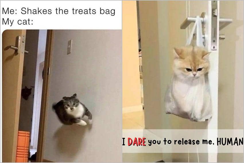 8 Meme Kucing tentang Kantong Belanja, Barang Favorit?