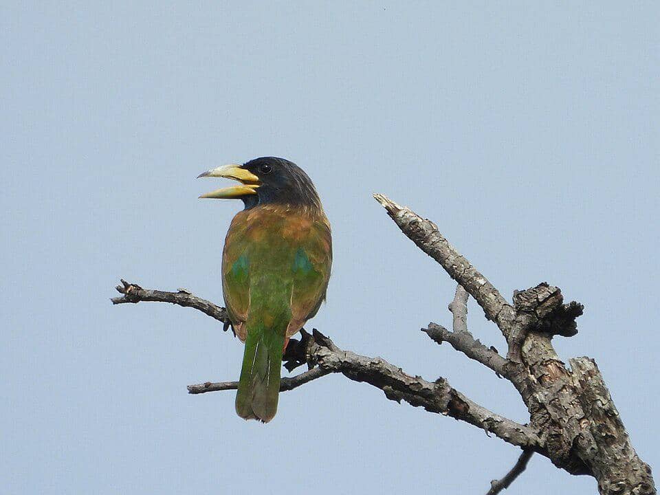 Burung Psilopogon virens