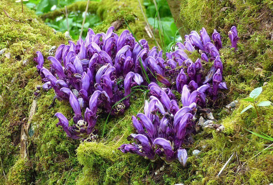 Bunga Lathraea clandestina