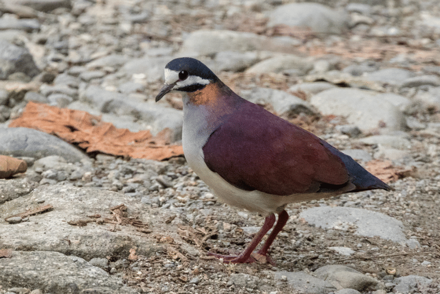 burung purple quail dove