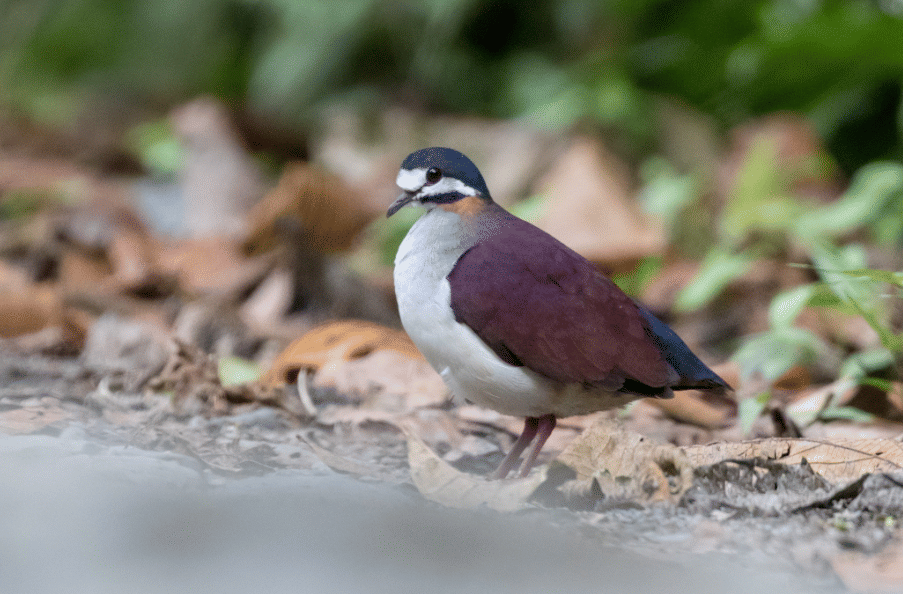 burung purple quail dove
